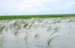 কমলনগরে ‎মেঘনায় জেগে ওঠা নতুন চরে দখলের শঙ্কা, জমি ফেরত চান ভাঙ্গন কবলিত কৃষকেরা | দৈনিক সময়ের নুর ডট কম