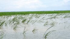 কমলনগরে ‎মেঘনায় জেগে ওঠা নতুন চরে দখলের শঙ্কা, জমি ফেরত চান ভাঙ্গন কবলিত কৃষকেরা | দৈনিক সময়ের নুর ডট কম